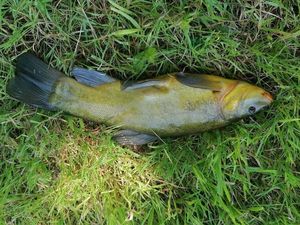 Tench