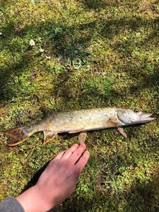 Northern Pike
