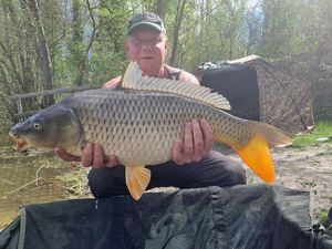 Common Carp