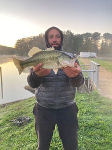 Largemouth Bass
