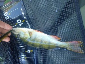European Perch