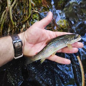 Brown Trout