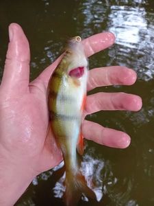 European Perch