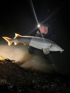 Sturgeon