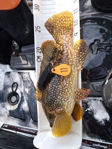 Ballan Wrasse