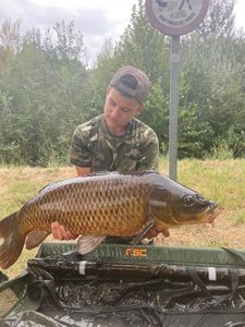 Common Carp