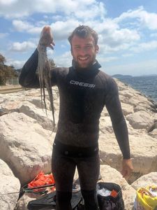 Common Octopus