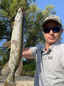 Northern Pike