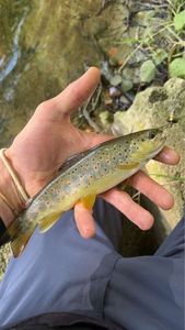 Brown Trout