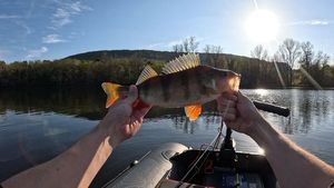 European Perch