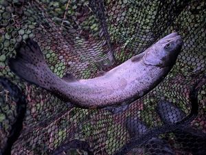 Rainbow Trout