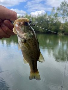 Largemouth Bass