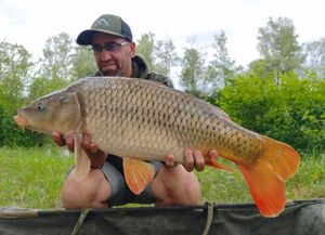 Common Carp