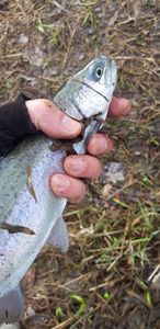 Rainbow Trout