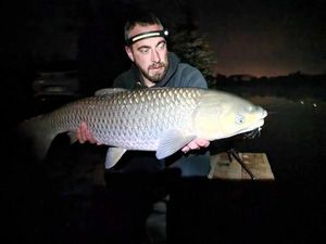 Grass Carp