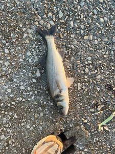 European Bass (Seabass)