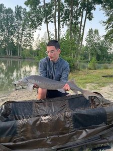 Sturgeon