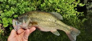 Black Bass (Achigan à Grande Bouche)