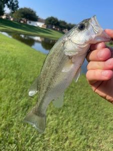 Largemouth Bass