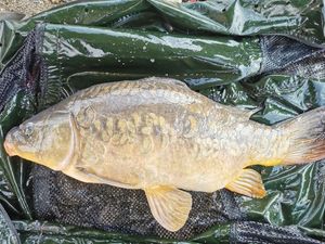 Mirror Carp