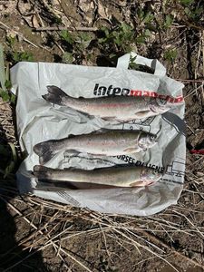Rainbow Trout
