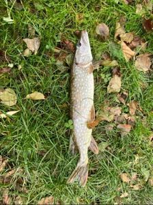 Northern Pike