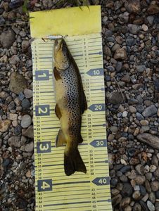 Brown Trout