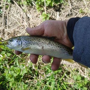 Brown Trout