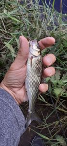 Fallfish