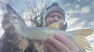 Northern Pike