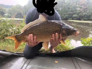Common Carp