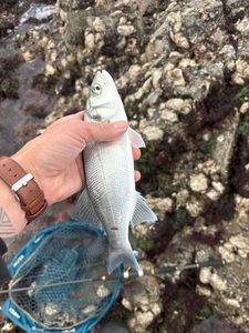 European Bass (Seabass)