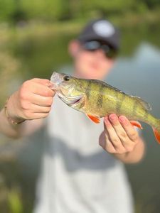 European Perch