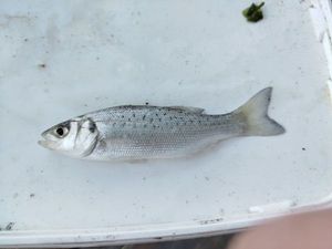 Spotted Seabass