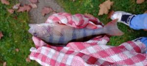European Perch
