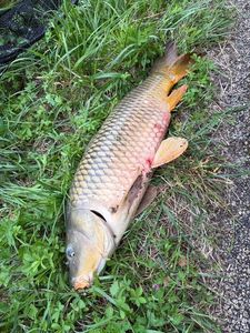 Common Carp