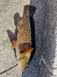 Ballan Wrasse