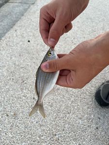 Salema