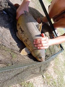 Mirror Carp