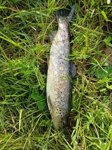 Brown Trout