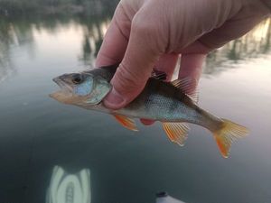 European Perch