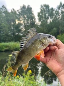 European Perch