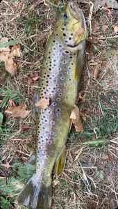 Brown Trout