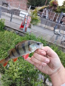 European Perch