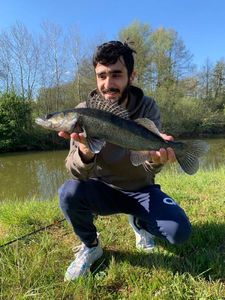 Zander