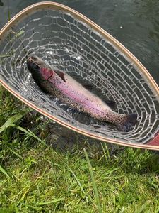 Rainbow Trout