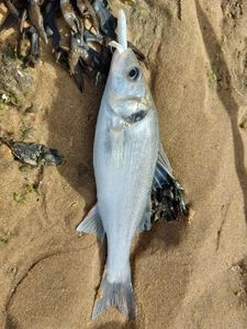 European Bass (Seabass)