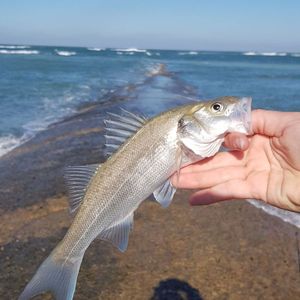 European Bass (Seabass)