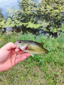 Largemouth Bass