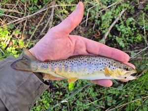 Brown Trout